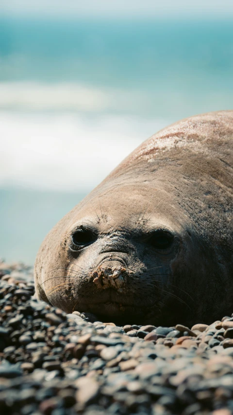 the large grey animal is resting on some rocks