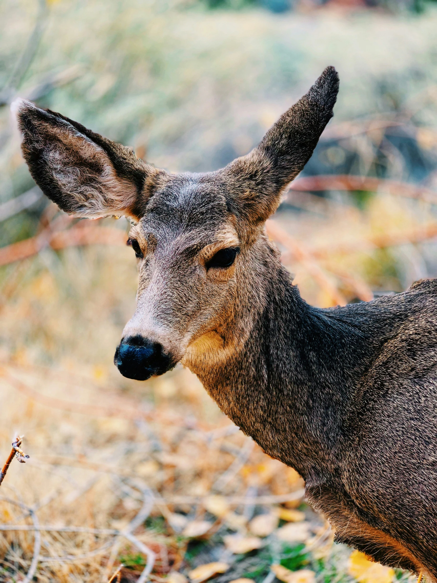 an image of a deer that is looking at the camera