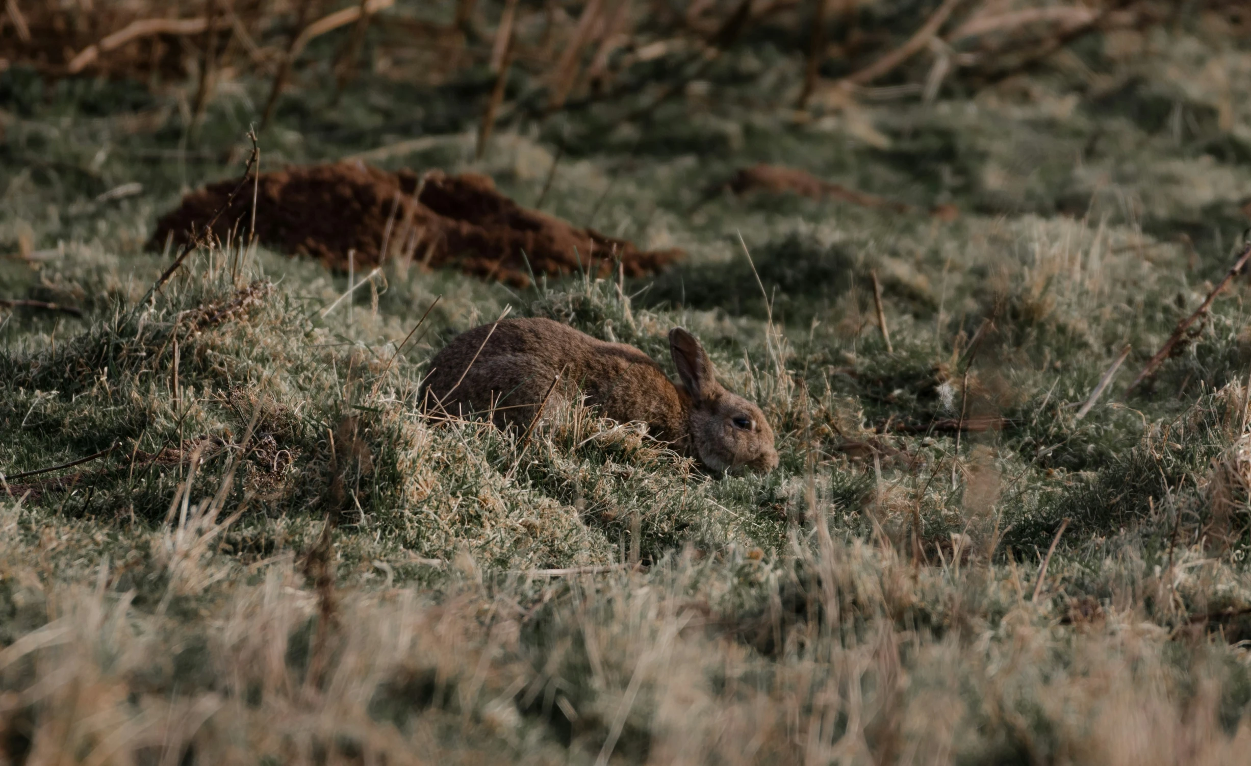 an animal sitting on top of a field covered in grass