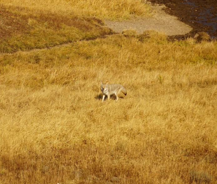 a lone dog walking along a grassy area