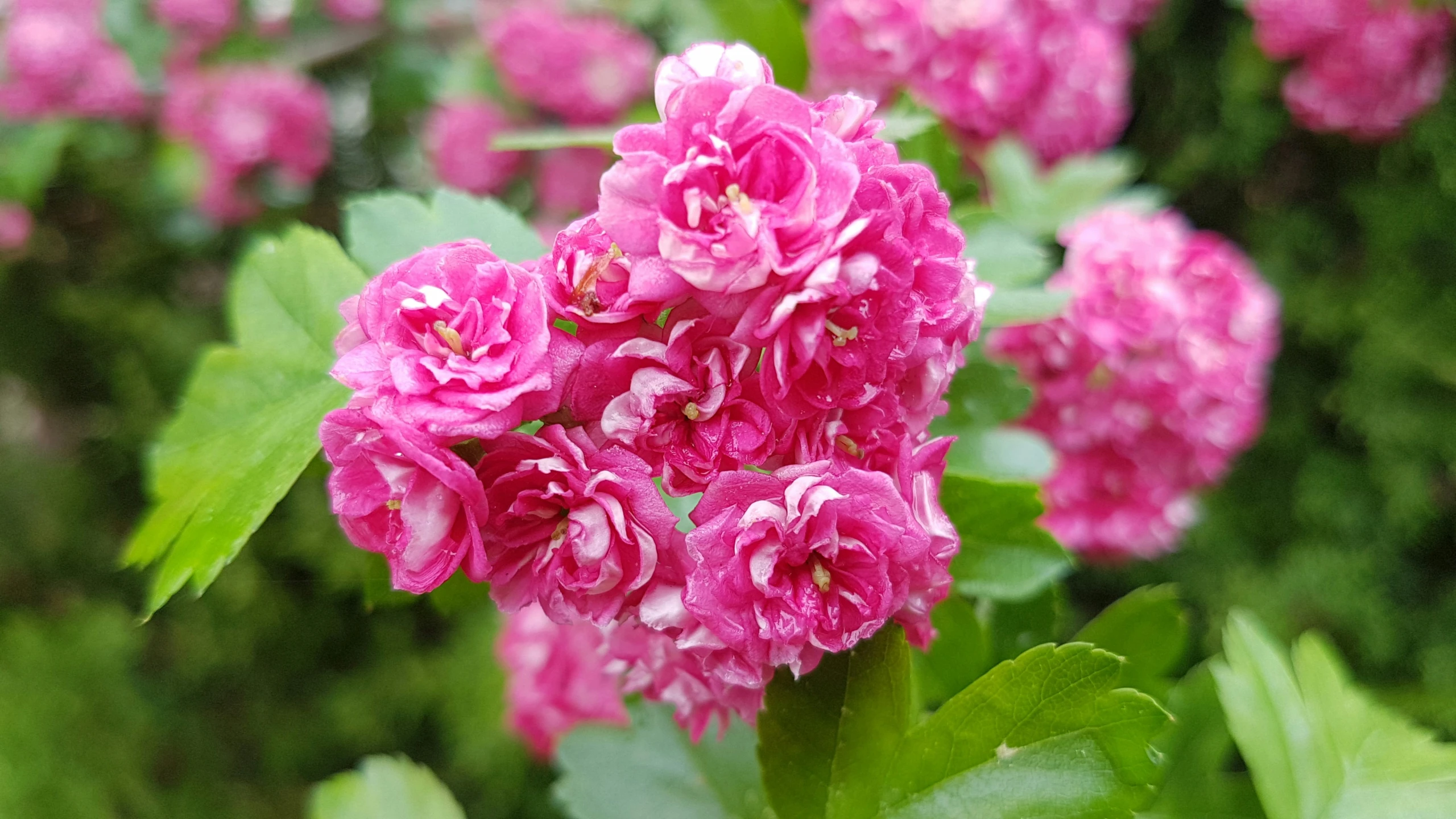 flowers blooming in the sun on a sunny day