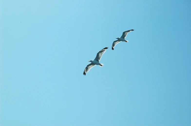 three white birds flying in the sky and the sky