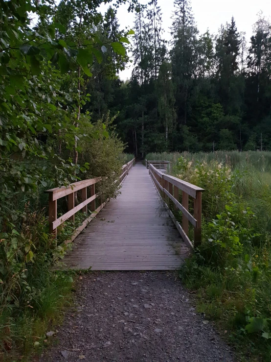 a wooden bridge across a green swamp with tall grass and trees