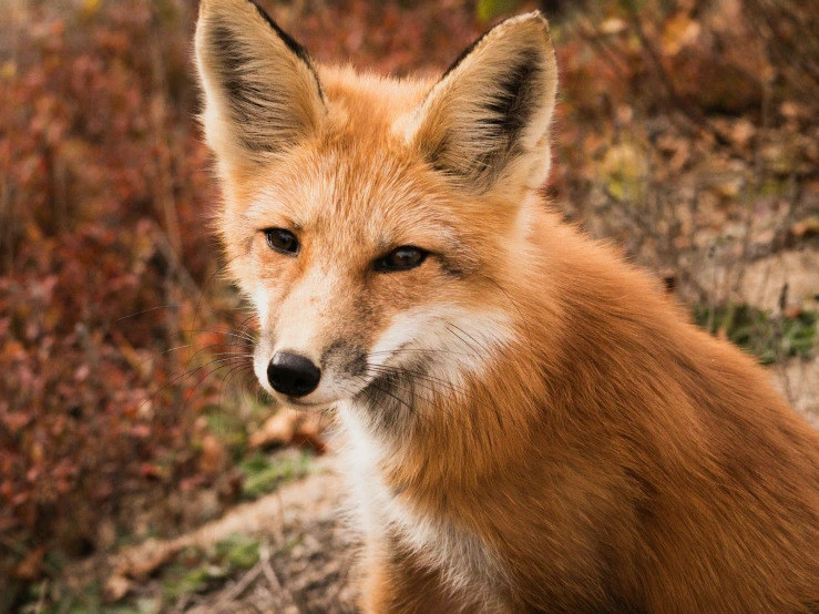 a red fox looking into the camera as if interested in soing