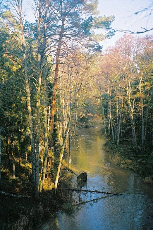 a river flowing through a green forest covered in fall foliage