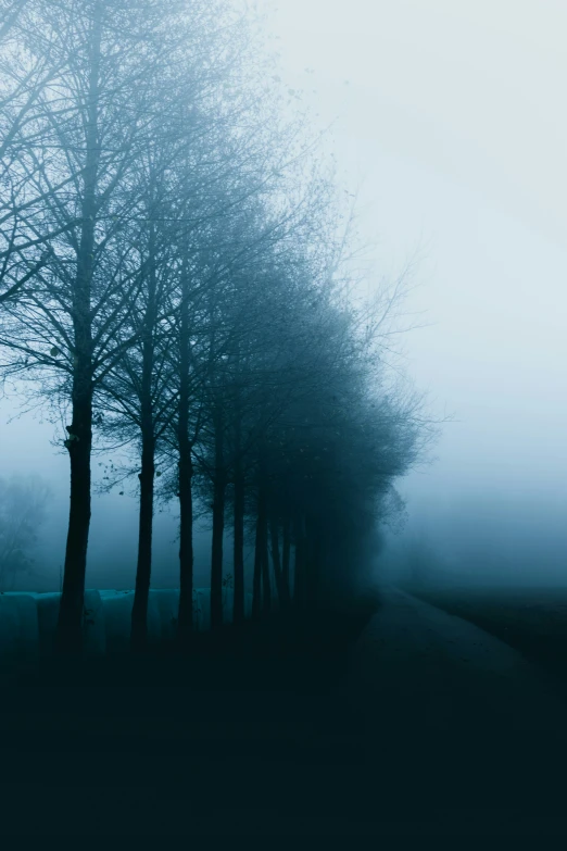 a foggy road with trees and benches on one side