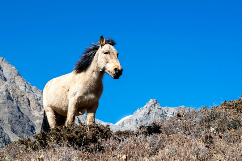 a horse is standing in front of a mountain