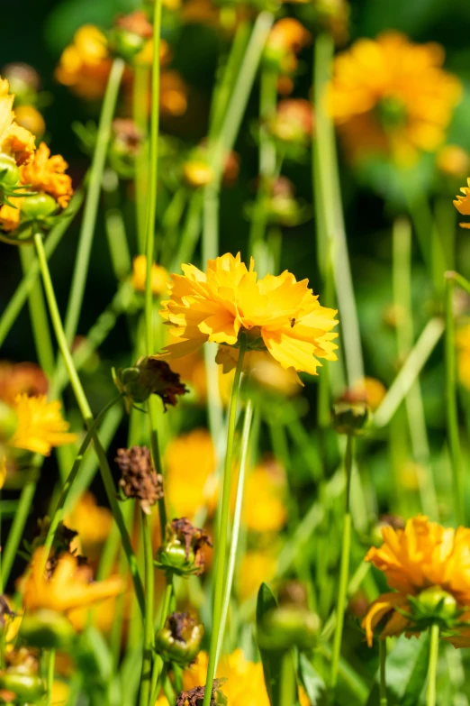 some yellow flowers growing together in the grass