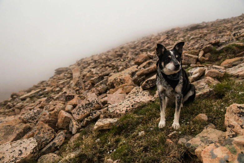 a dog sitting in the middle of some rocks