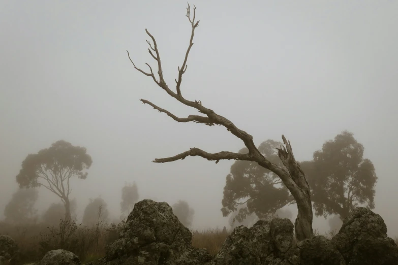 a foggy forest with a lone tree in the middle