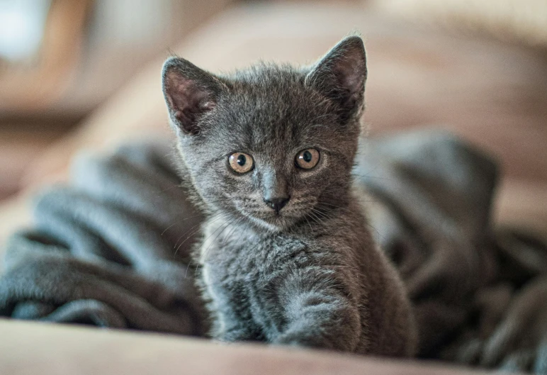 a kitten sitting on top of a couch next to pillows