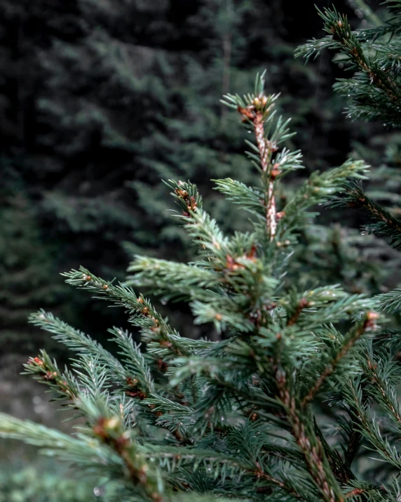 a close up of the needles of a pine tree