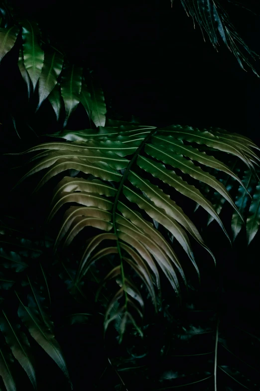 a picture of leaves outside at night