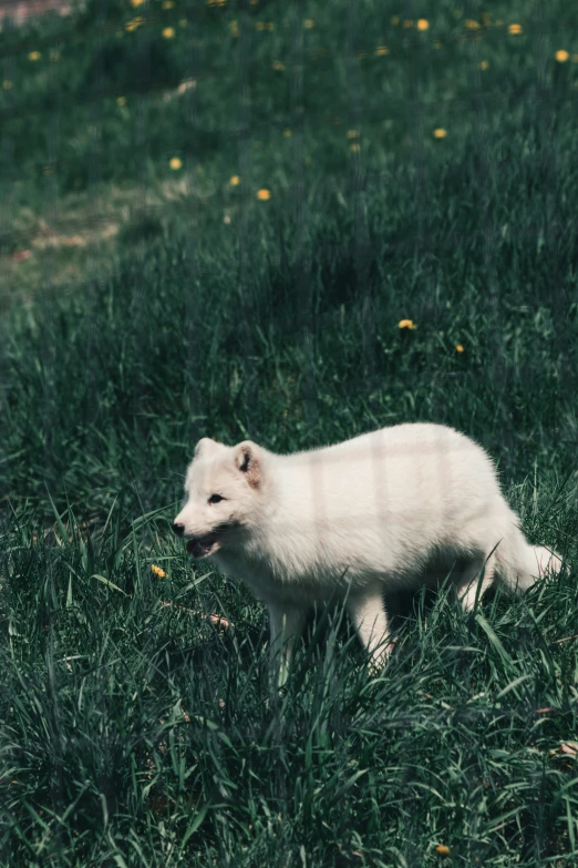 a baby polar bear walks through the grass