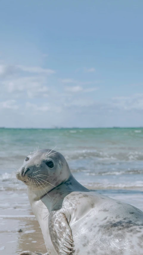 a gray seal standing on top of a beach next to the ocean