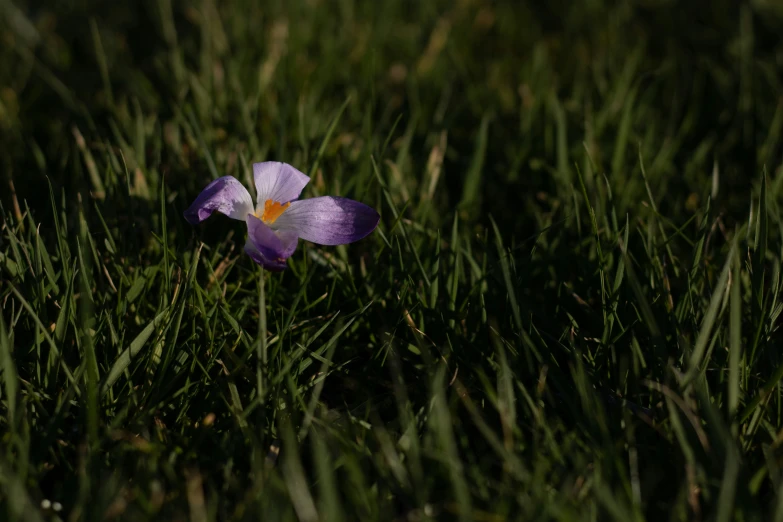 a purple flower that is growing out of the grass