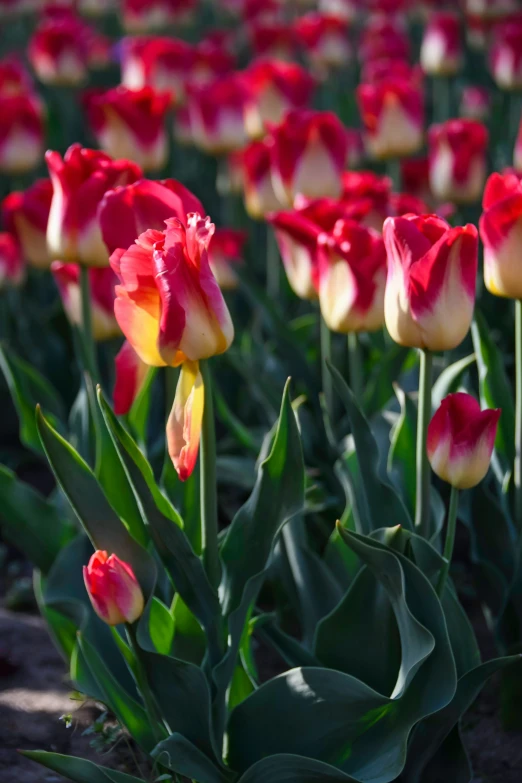 a bed of tulips sitting in the sun with green leaves