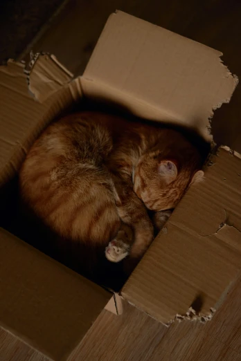 a cat is sleeping inside a box on the ground