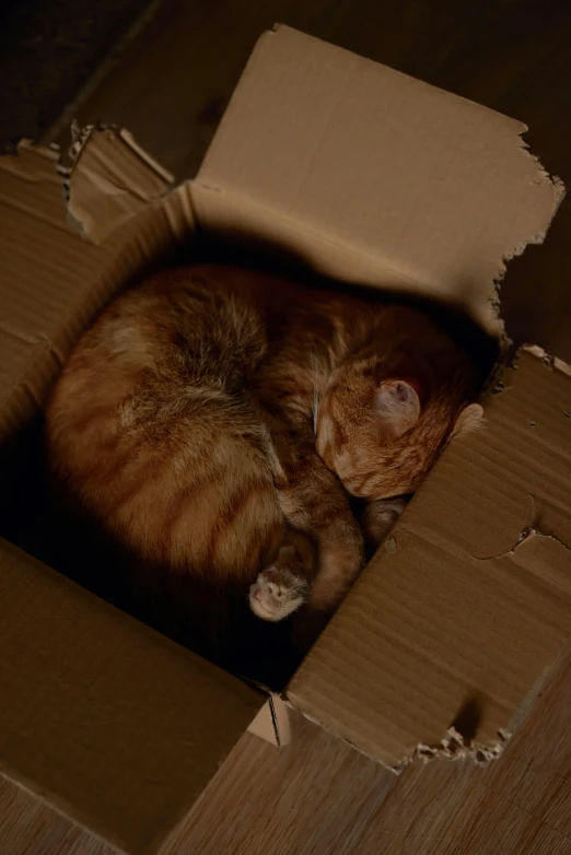 a cat is sleeping inside a box on the ground