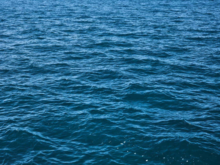 a bird standing on the surface of a large body of water