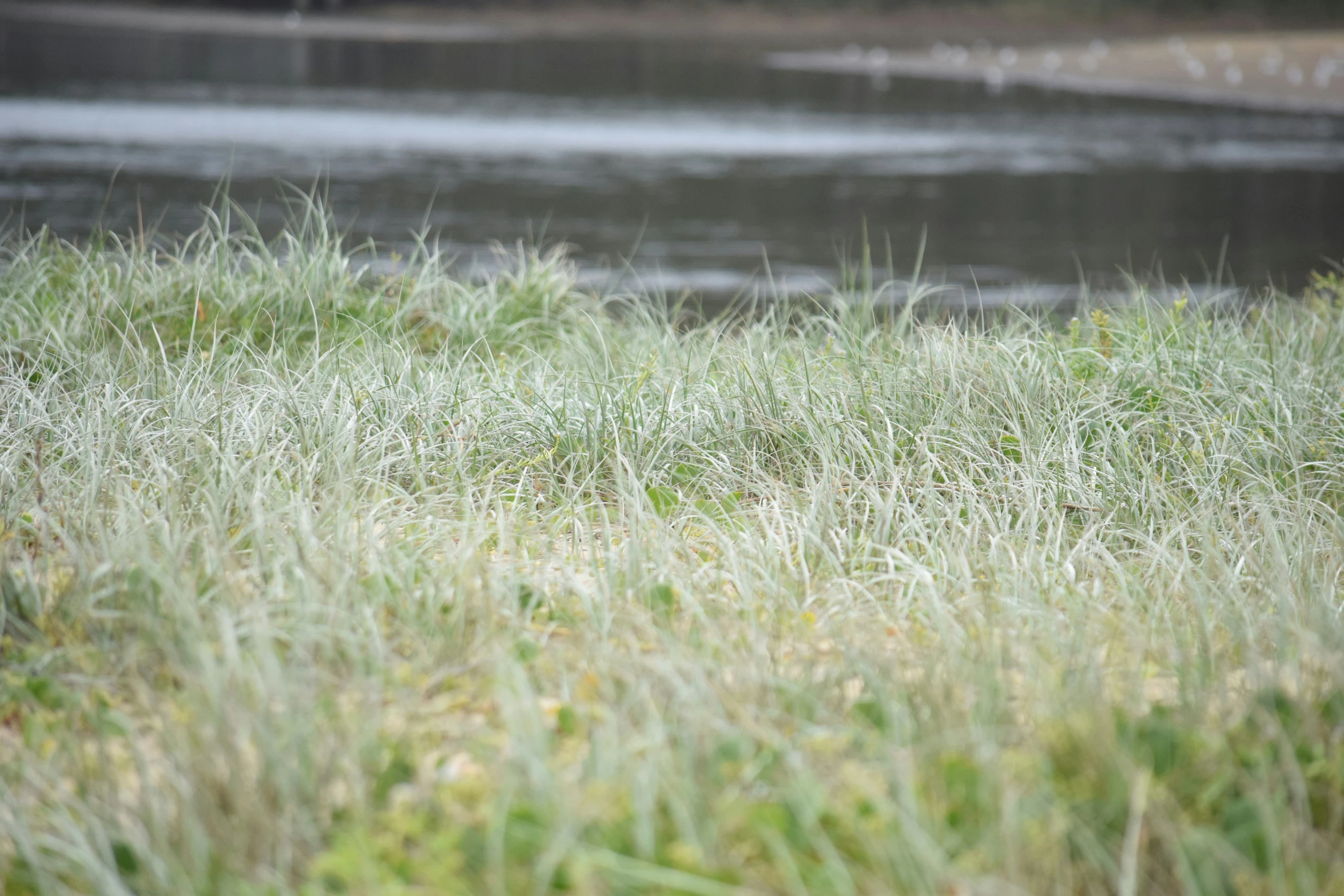 a black and white bird in the middle of a field