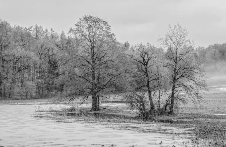 there are many trees that are by the river