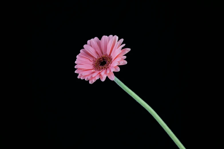 the large pink flower is near green stems