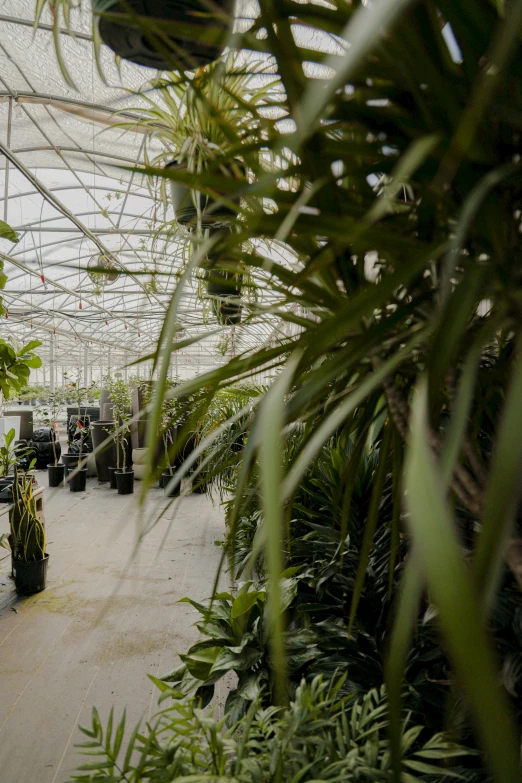 plants in a plant filled green house growing