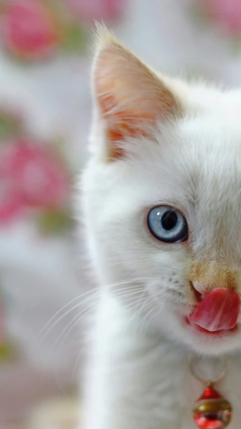 a small white cat wearing a necklace and collar