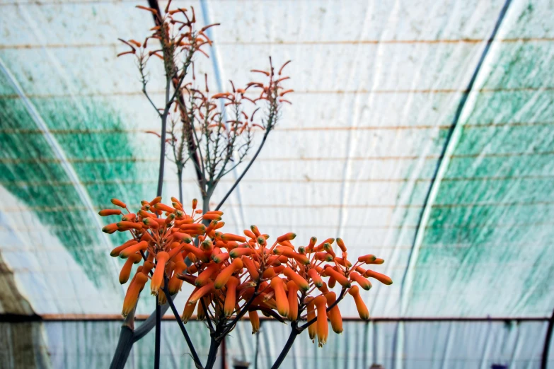 red plant with large buds at center of picture near wall