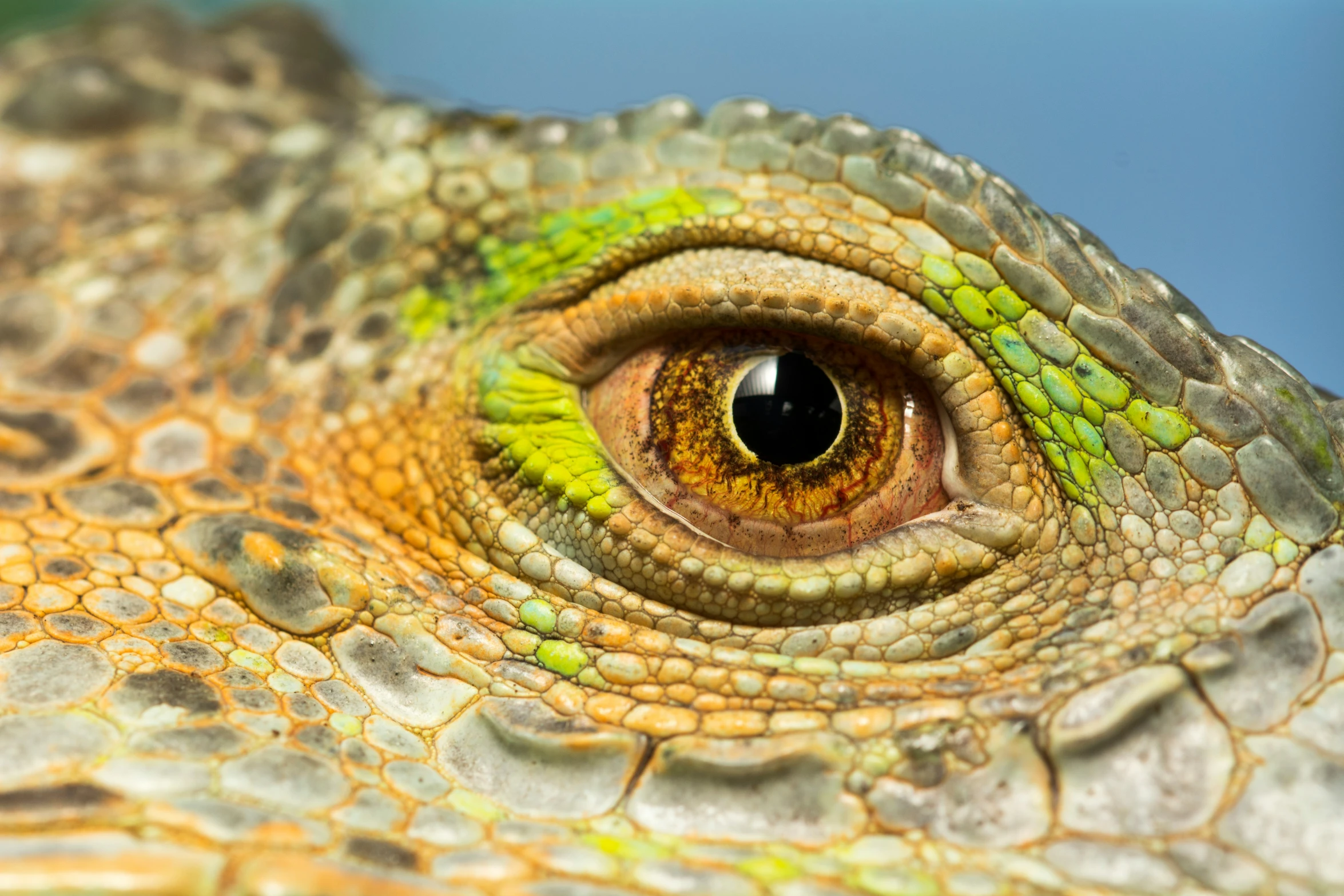 an iguana with its reflection in the eye