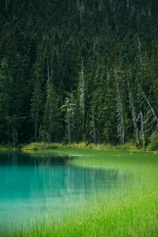 there is a clear lake in a field by the woods