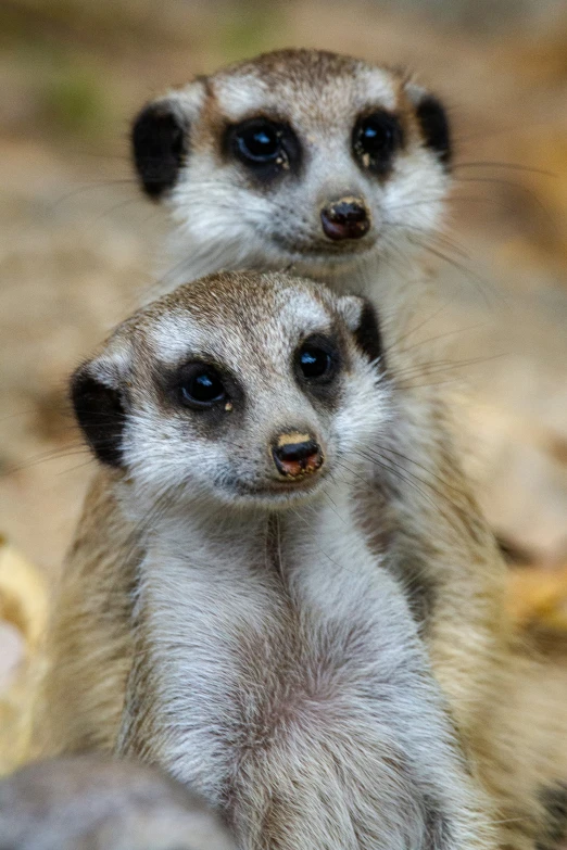 two small meerkats stand behind another one in the zoo