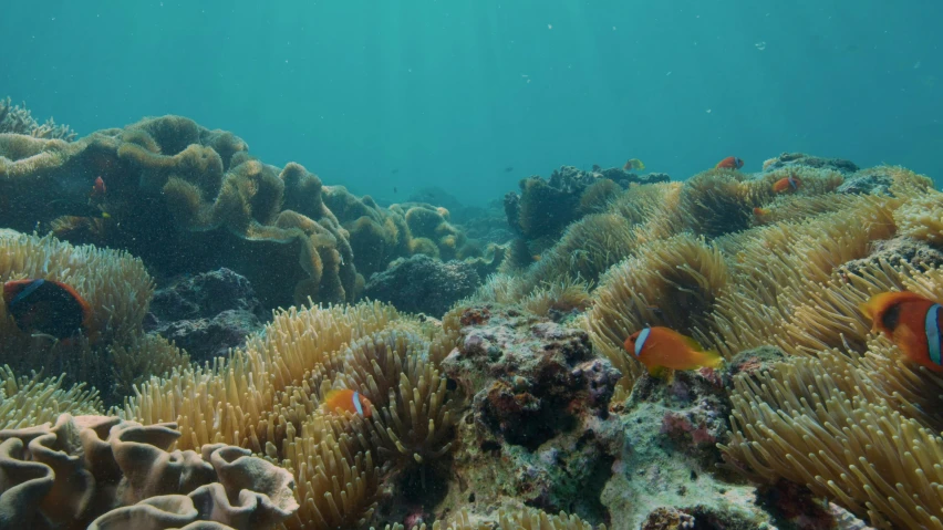 a picture of a coral reef with small fishes and anemones