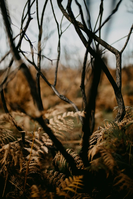 some trees and bushes in the middle of a wooded area