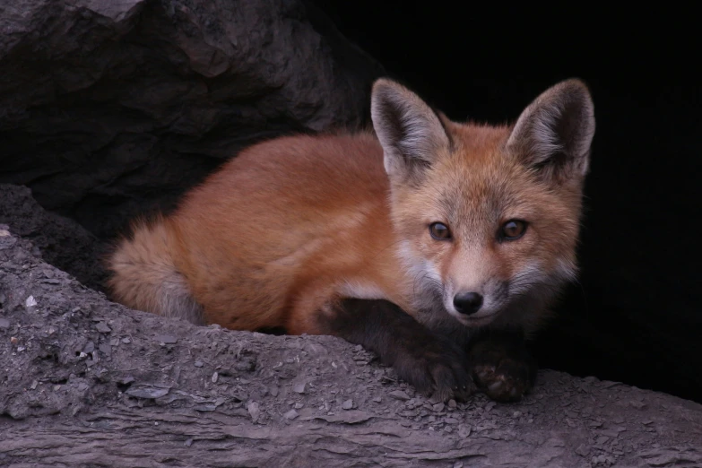 a close - up of a red fox sitting inside a cave