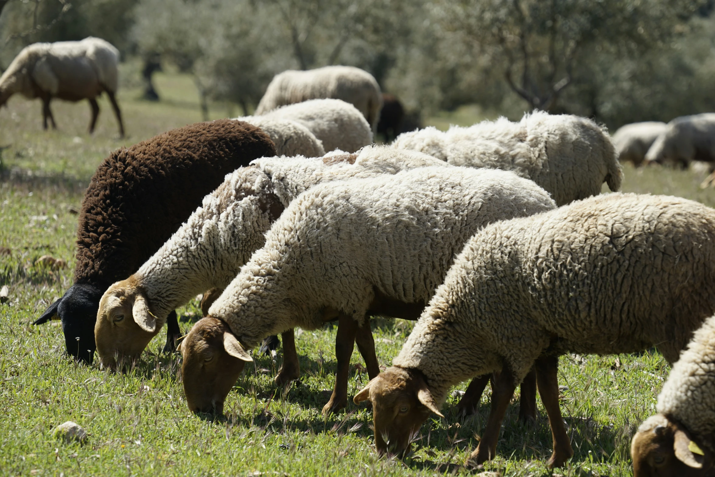 group of sheep grazing in the middle of a field