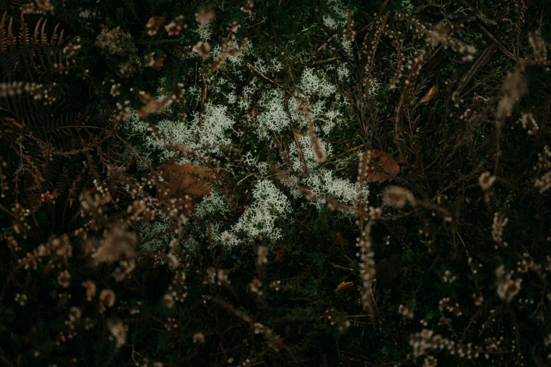 a plant covered with white snow and grass