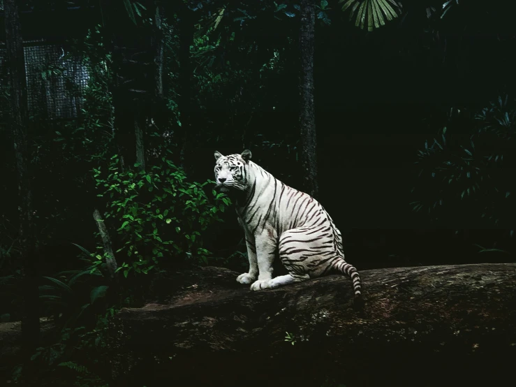 white tiger on the ground by some bushes and trees