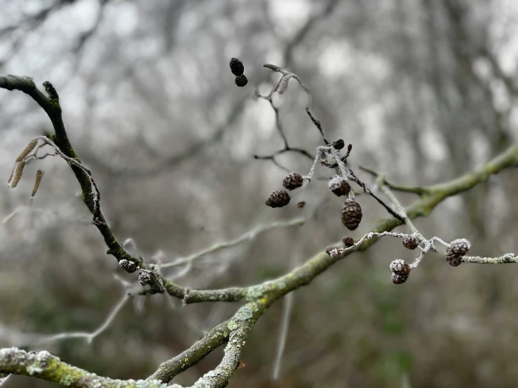 several small berries hang on a bare nch