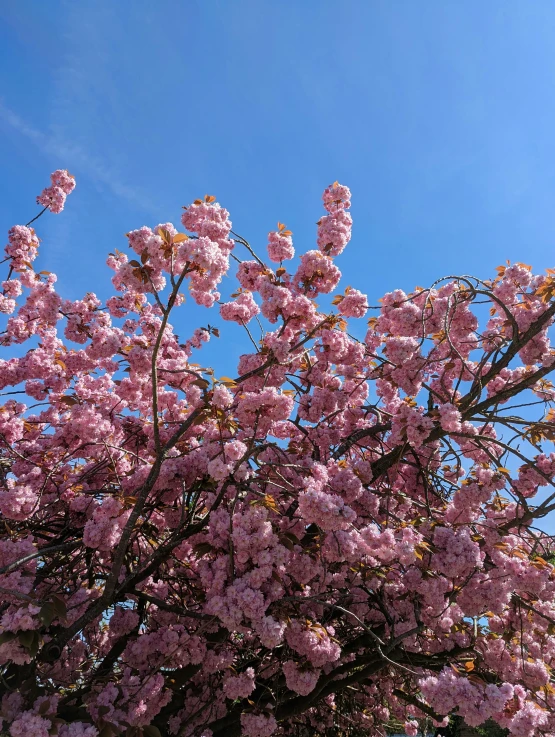 a blue sky with pink flowers on a tree