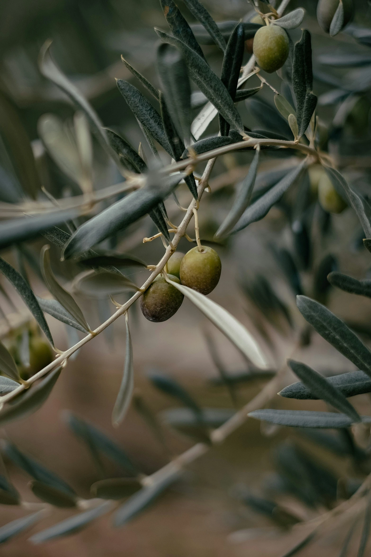 an olive tree nch with green olives growing on it