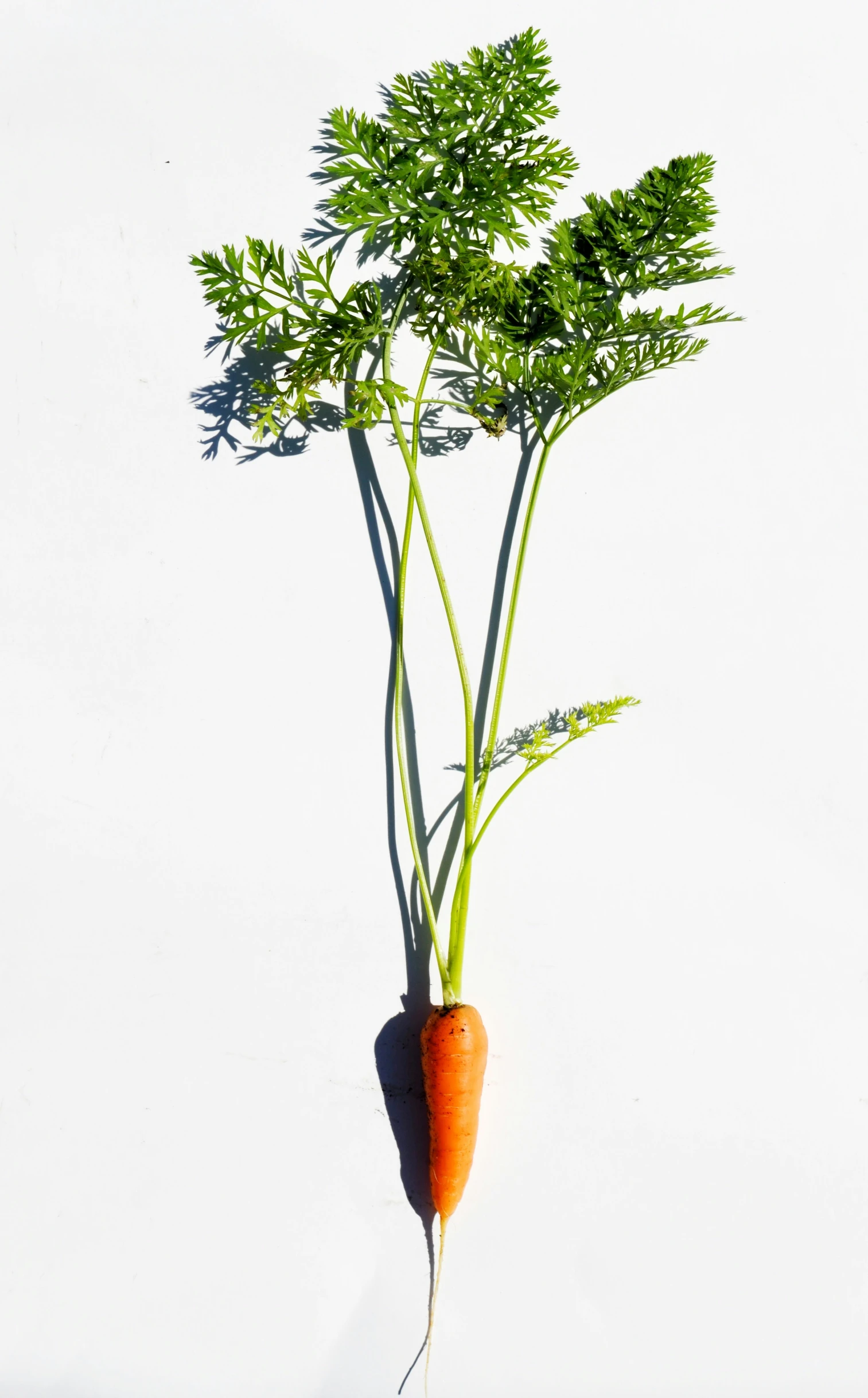 a stalk of carrot with leaves on a white background