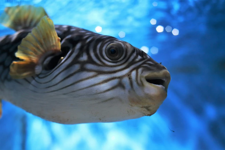 a white and black fish swimming in an aquarium