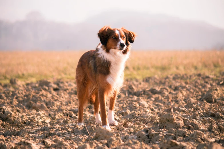 the brown and white dog is standing in a field