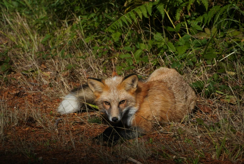 a fox resting in the bushes with it's eyes closed