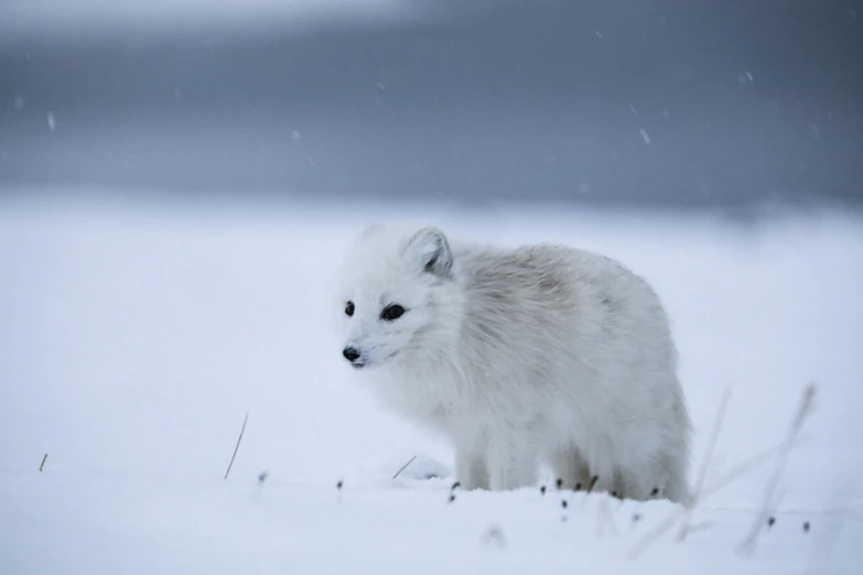 a small white fox in the snow