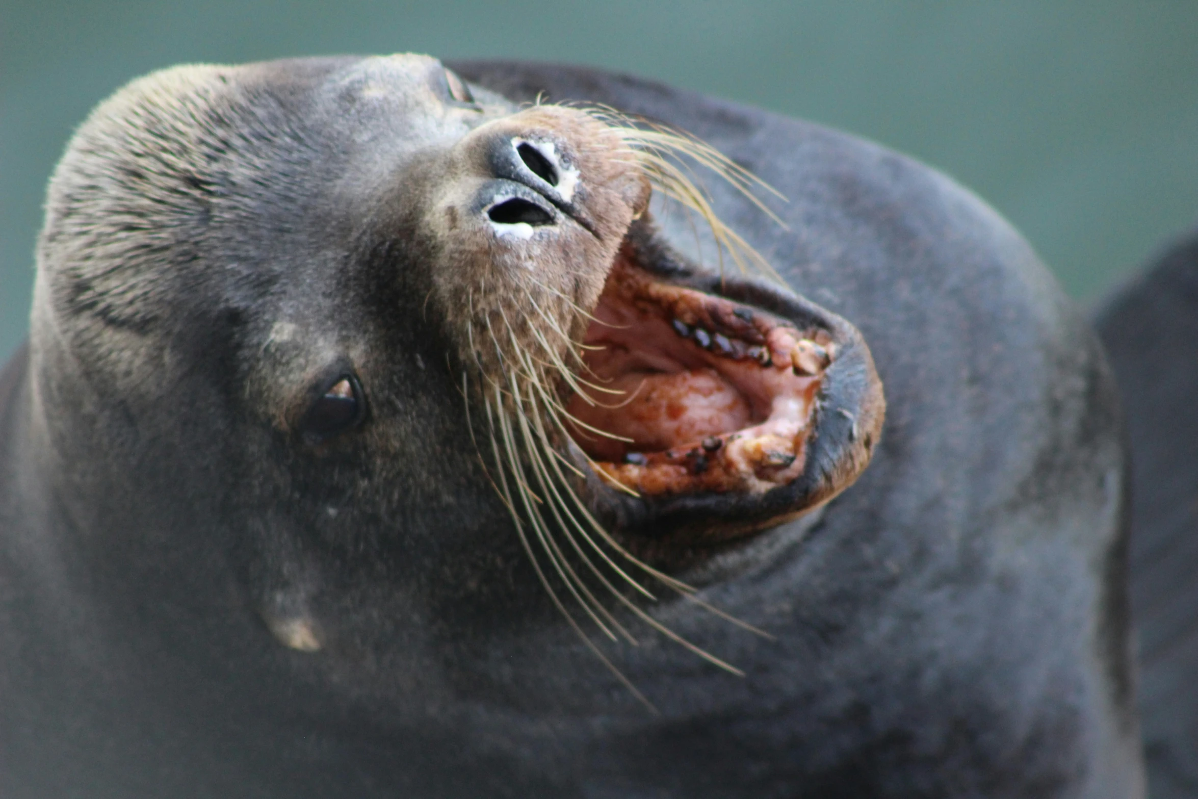 a seal is displaying its teeth with it's mouth wide open