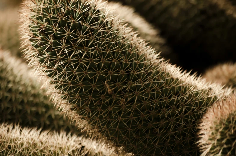 many cactus plants are growing together in the sun