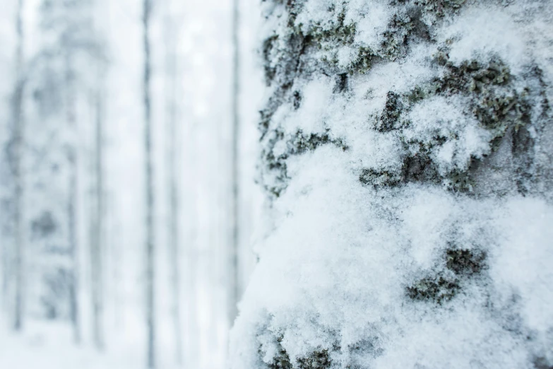 a snow covered tree trunk and trees in the background